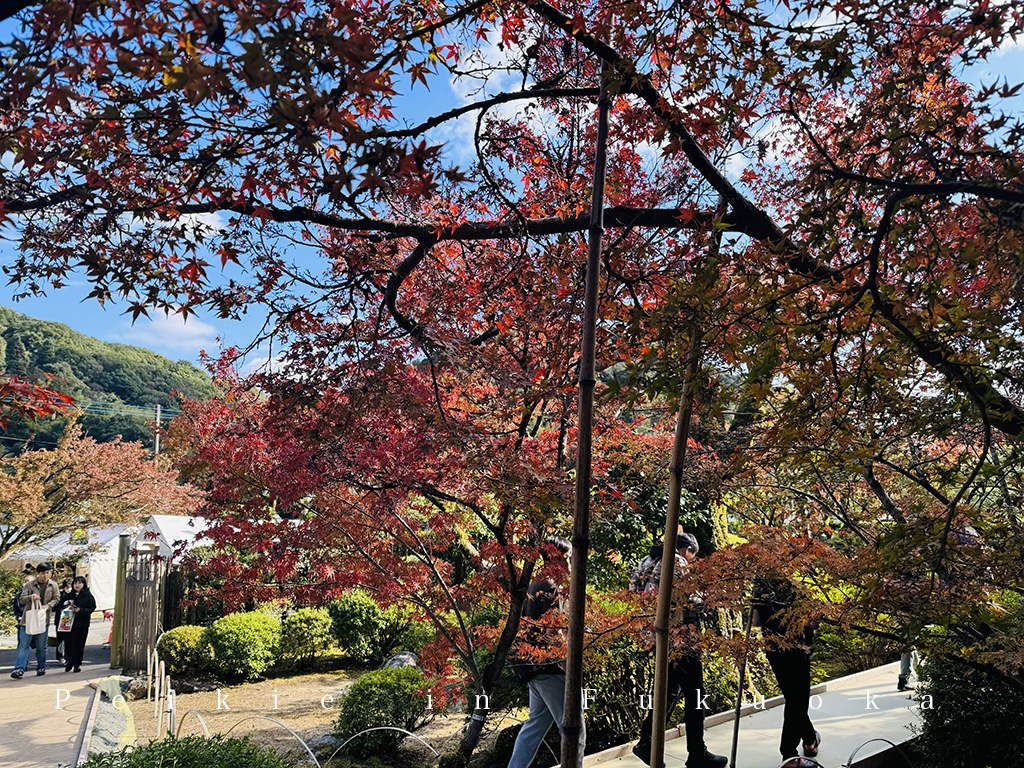 佐賀九年庵賞紅葉