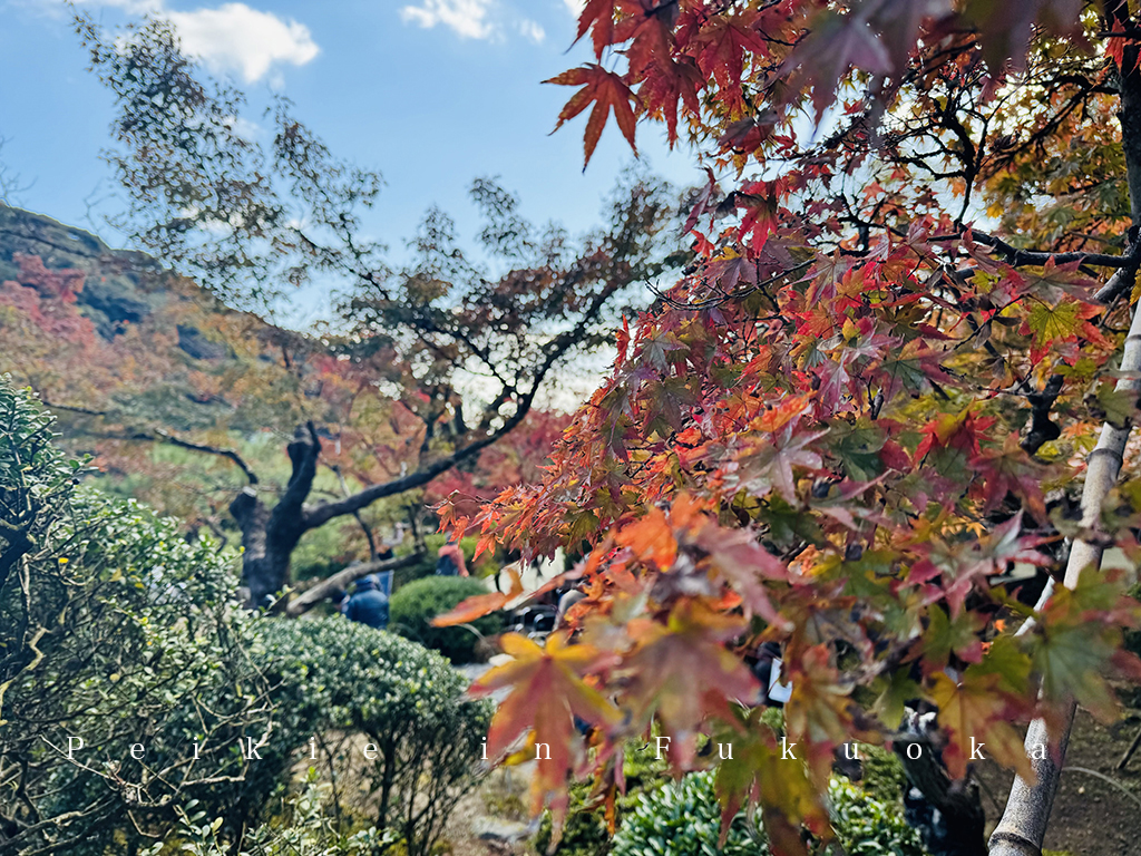 佐賀九年庵賞紅葉