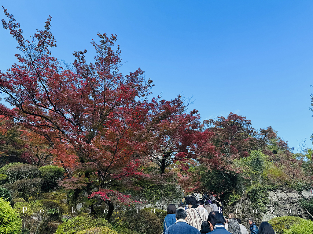 佐賀九年庵賞紅葉