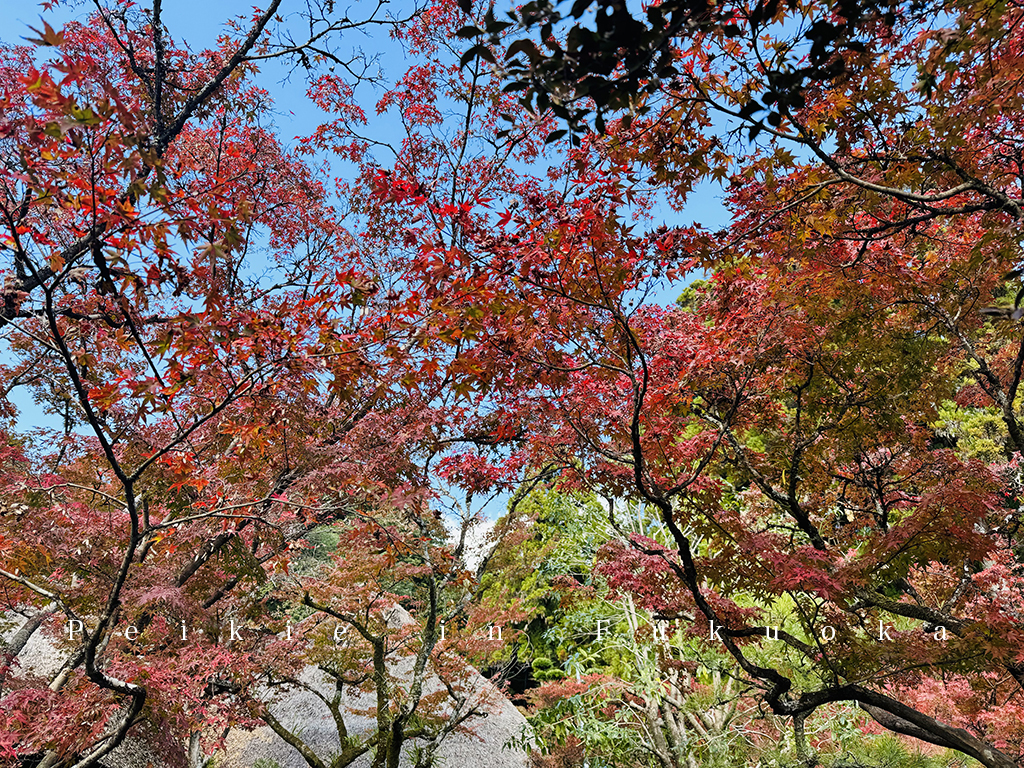 佐賀九年庵賞紅葉