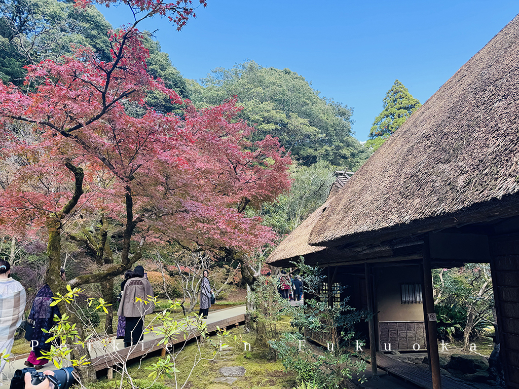 佐賀九年庵賞紅葉