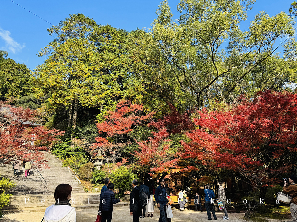 佐賀九年庵賞紅葉