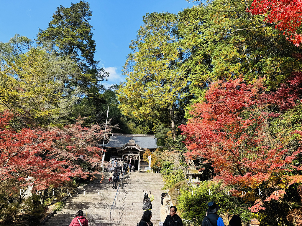 佐賀九年庵賞紅葉