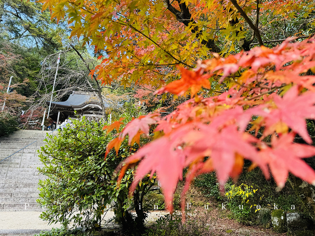 佐賀九年庵賞紅葉