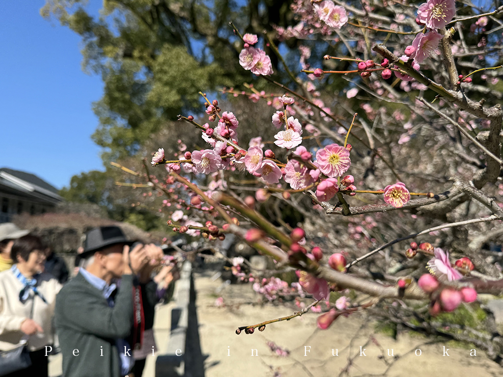 福岡太宰府天滿宮賞梅