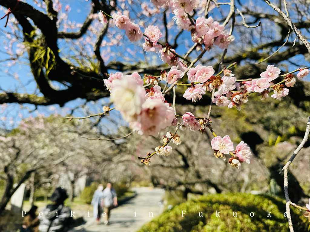 福岡太宰府天滿宮賞梅