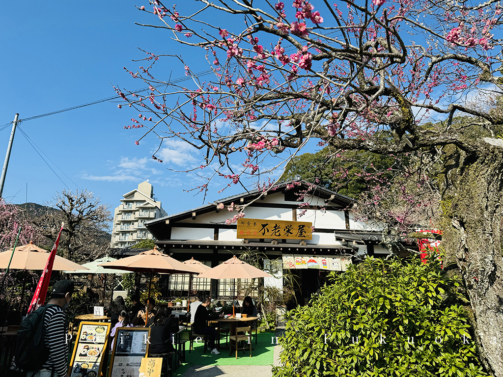 福岡太宰府天滿宮賞梅