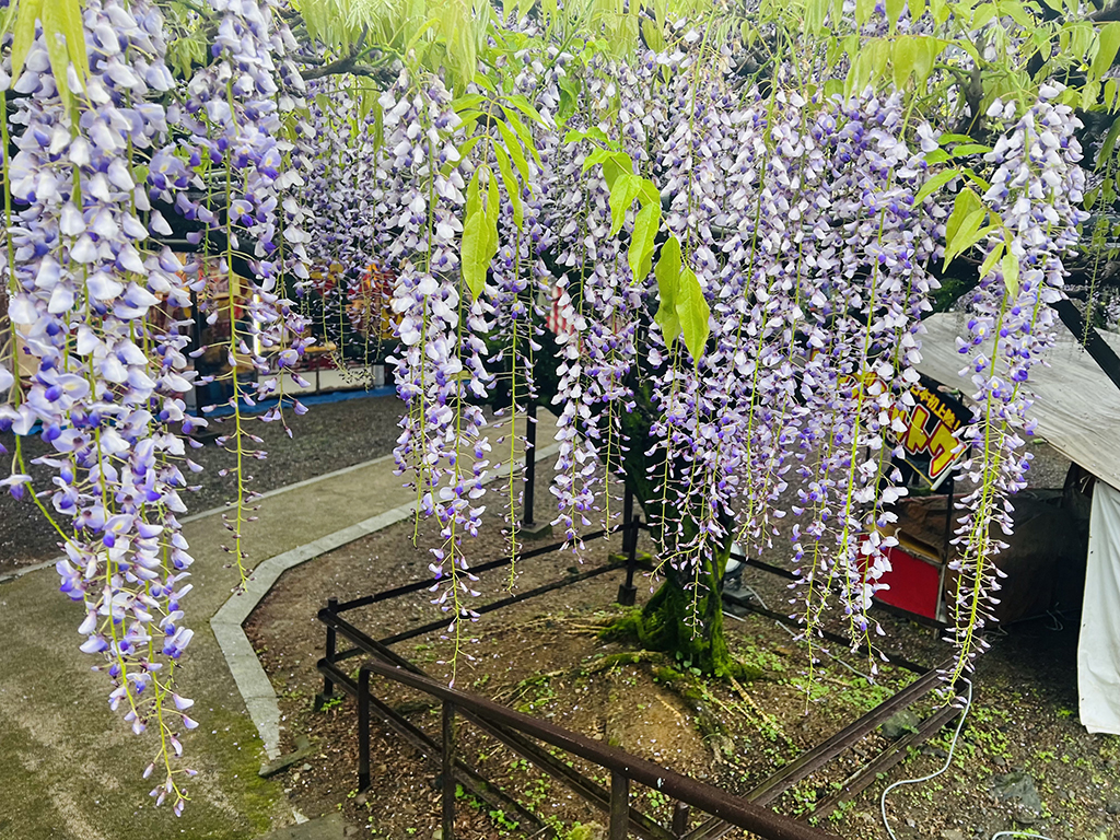 福岡八女黑木大藤