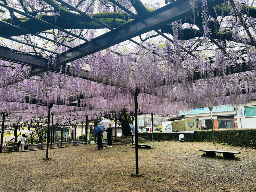 福岡八女黑木大藤