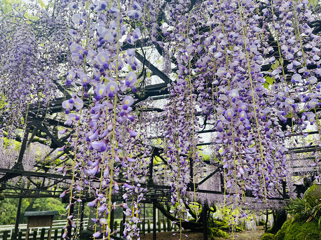 福岡八女黑木大藤