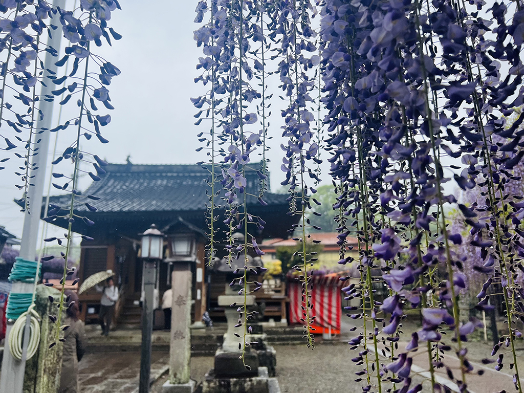 福岡八女黑木大藤