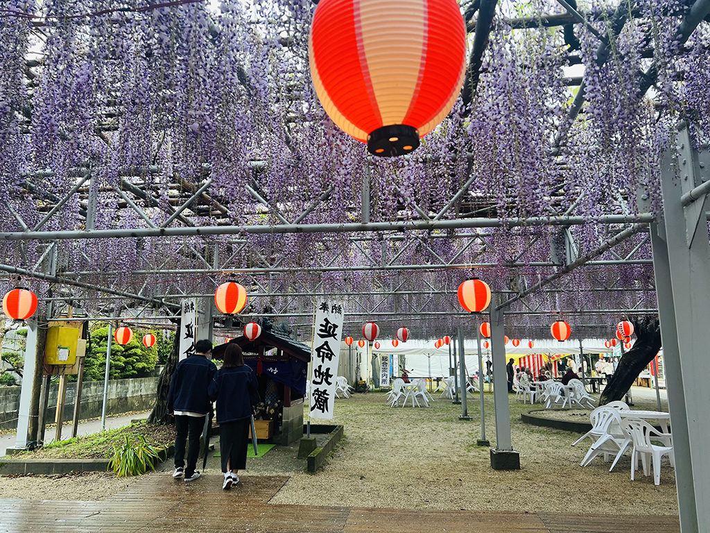 柳川市中山大藤