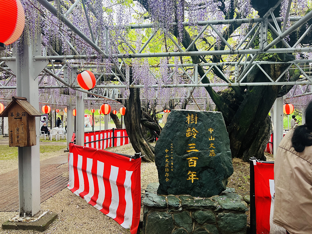 柳川市中山大藤
