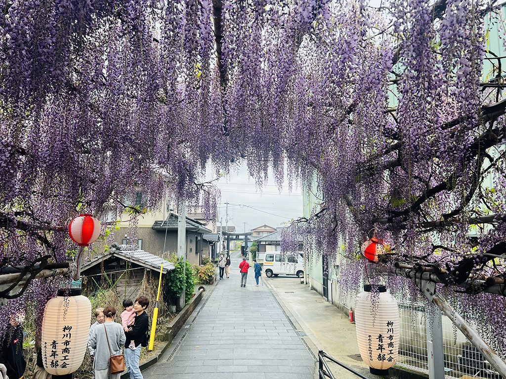 柳川市中山大藤
