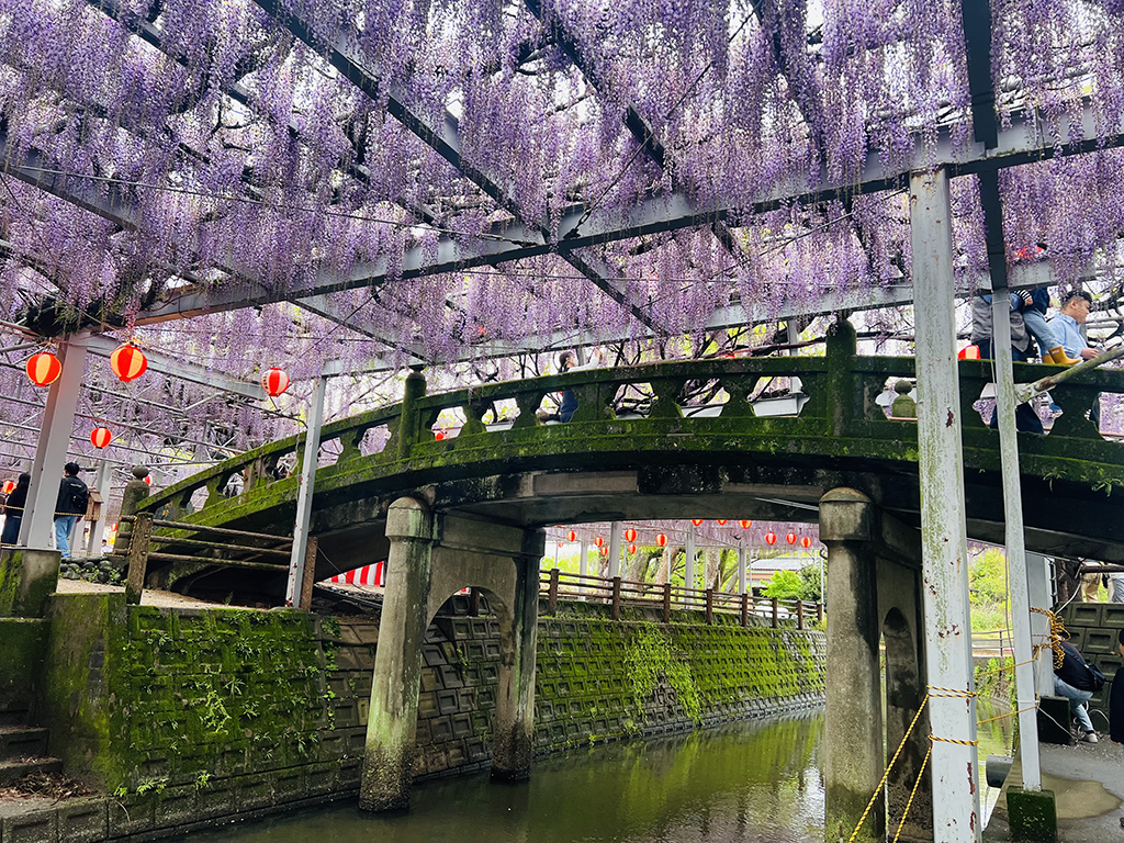 柳川市中山大藤