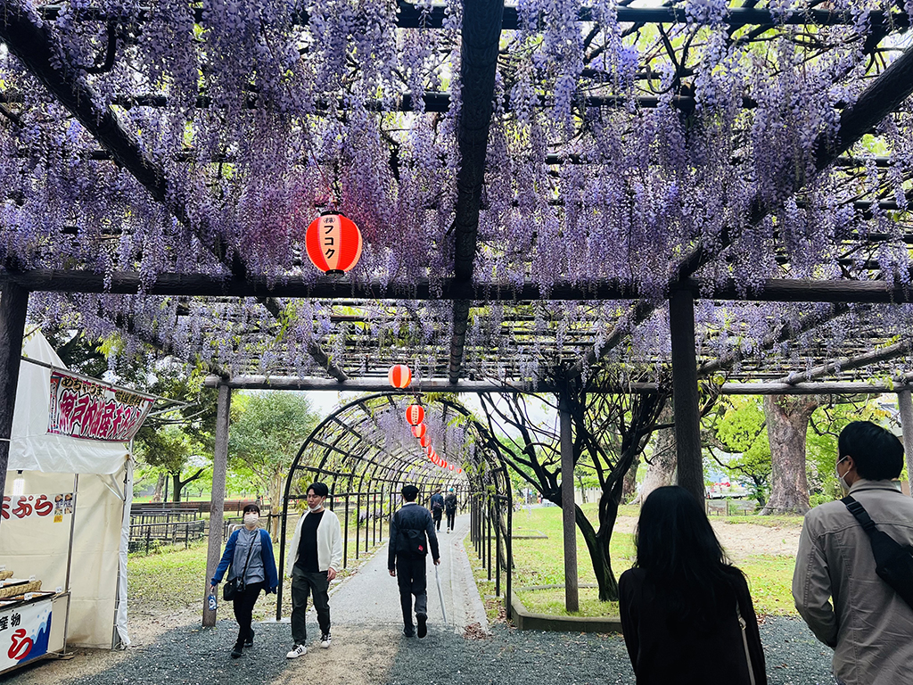 柳川市中山大藤