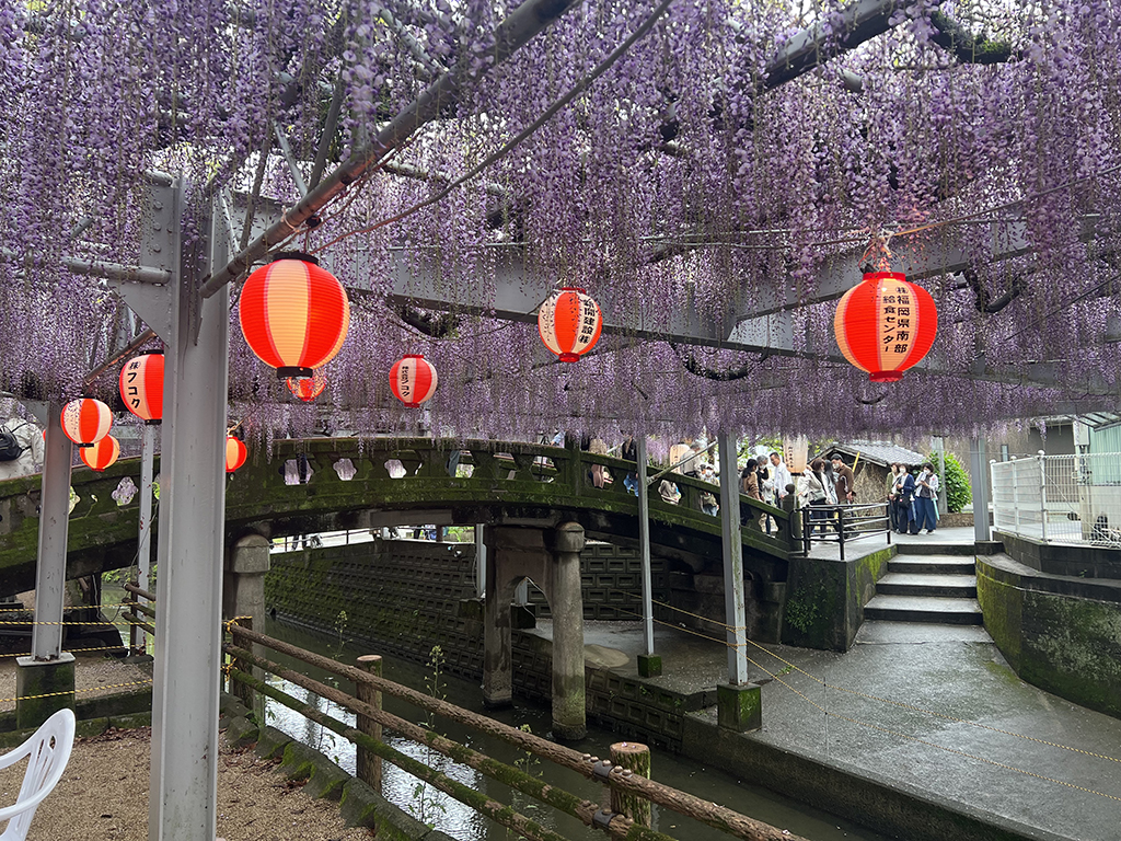 柳川市中山大藤
