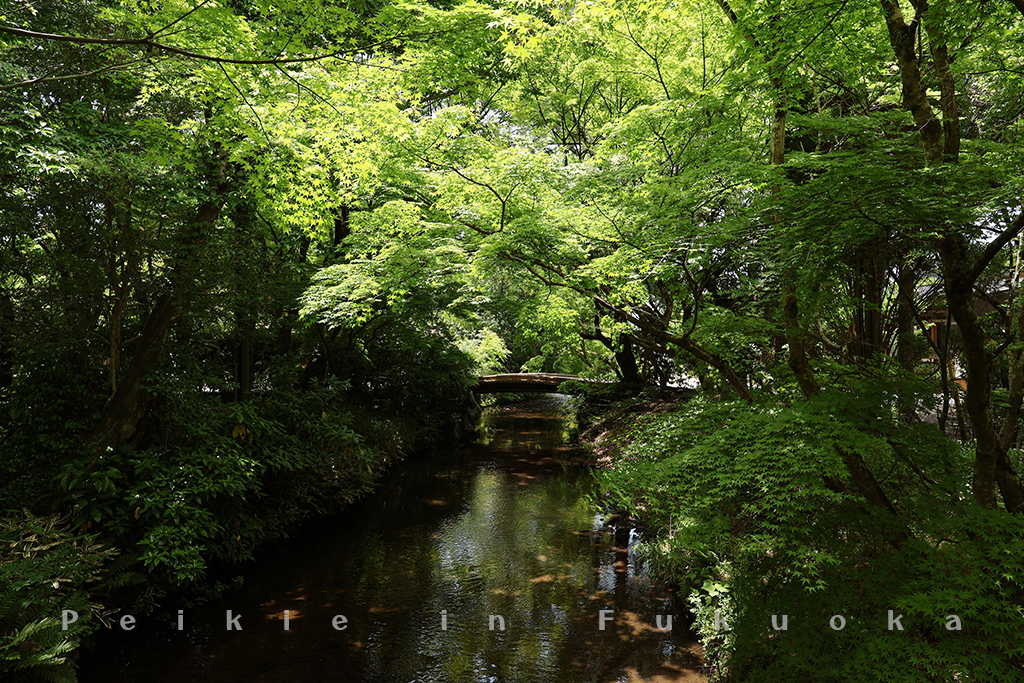 湯布院風之響豪華露營・風の響きグランピング・Glamping