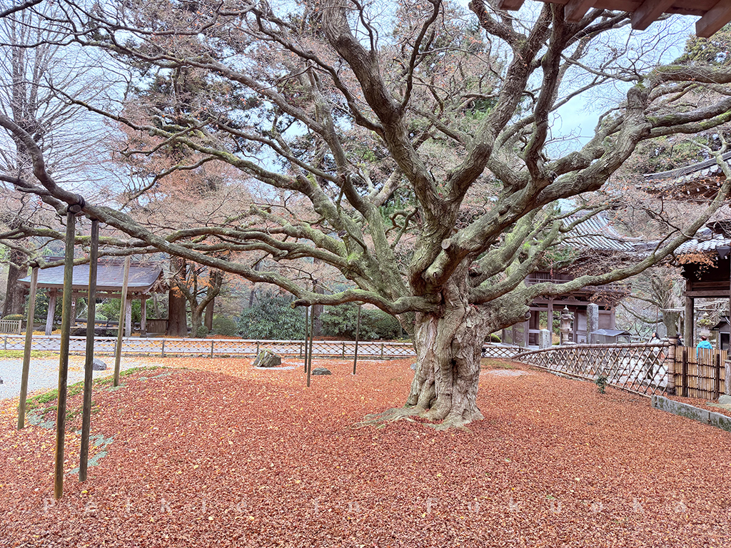 九州FunTour巴士一日遊 雷山千如寺