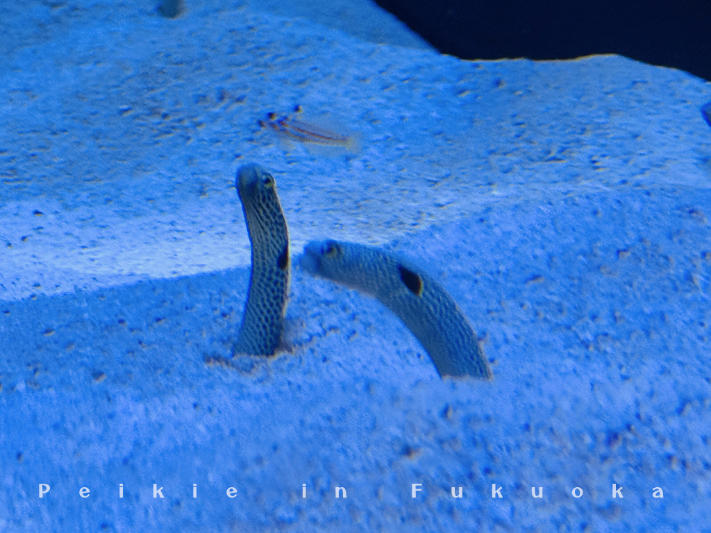 海の中道水族館・海之中道水族館