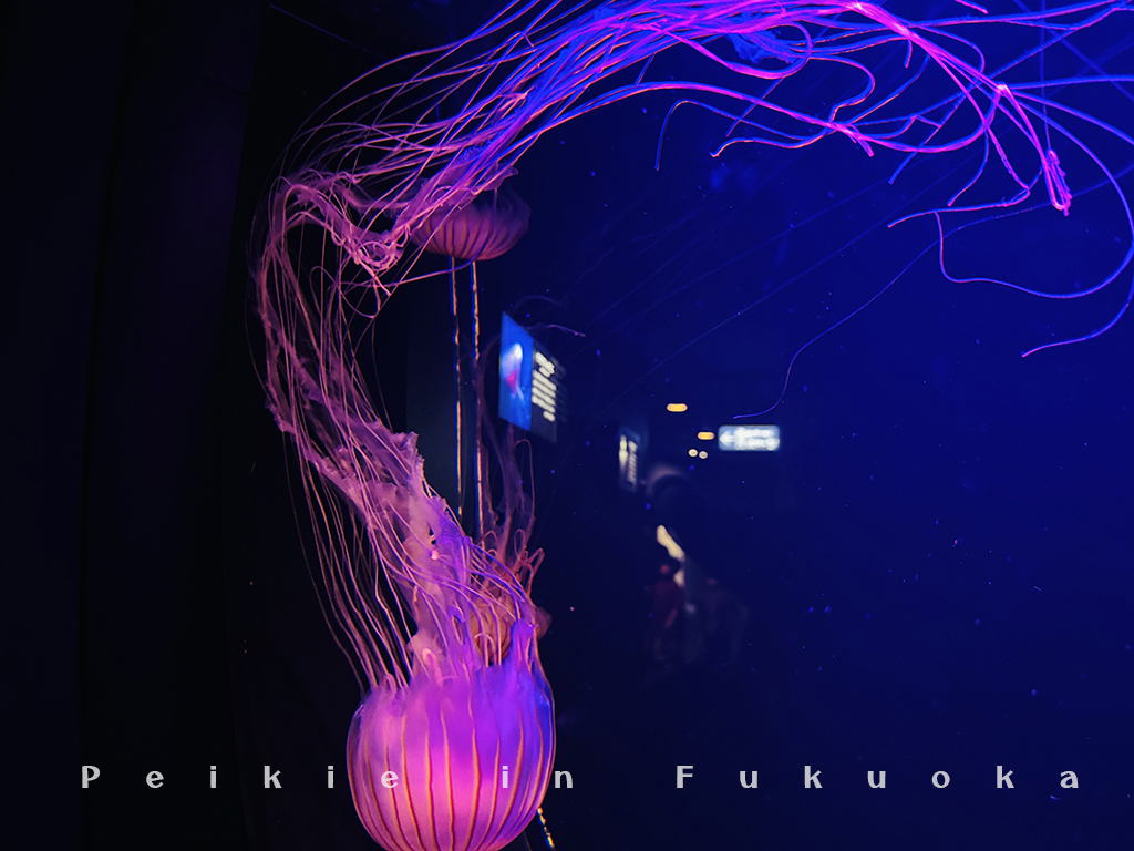 海の中道水族館・海之中道水族館