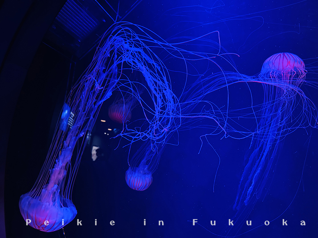 海の中道水族館・海之中道水族館