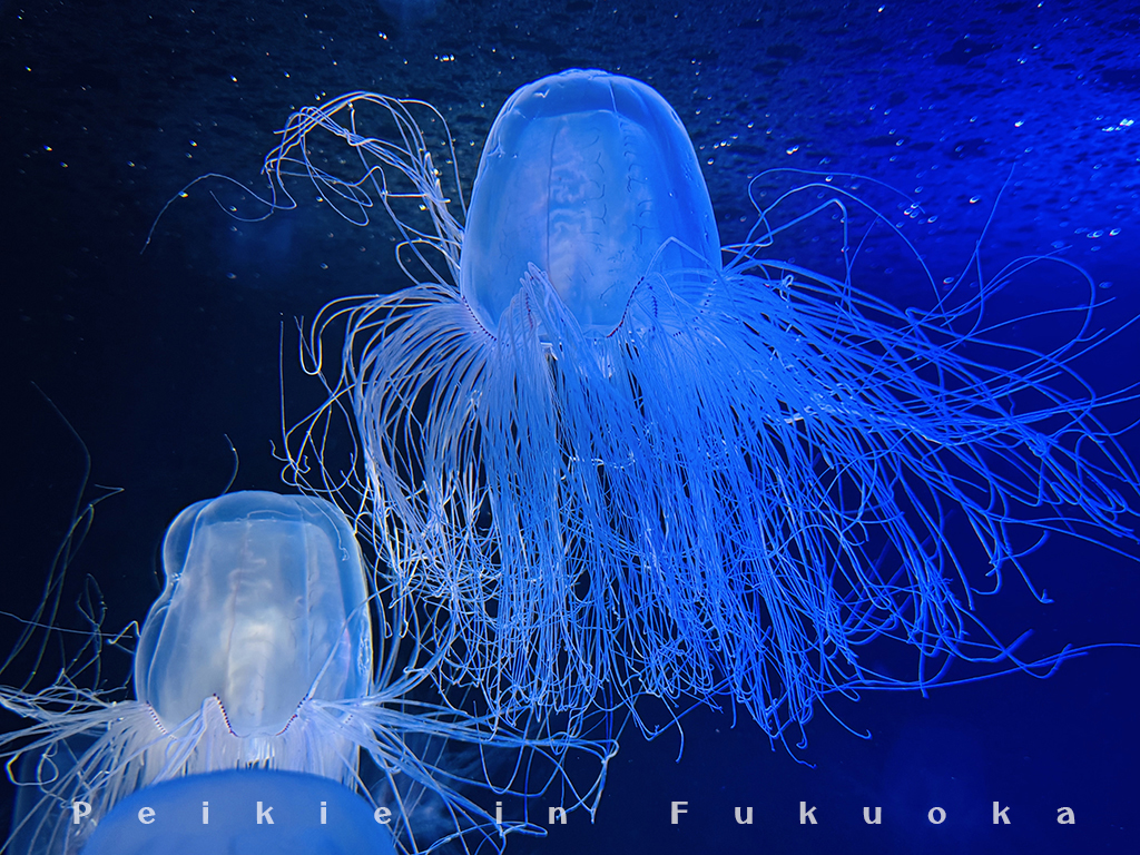 海の中道水族館・海之中道水族館