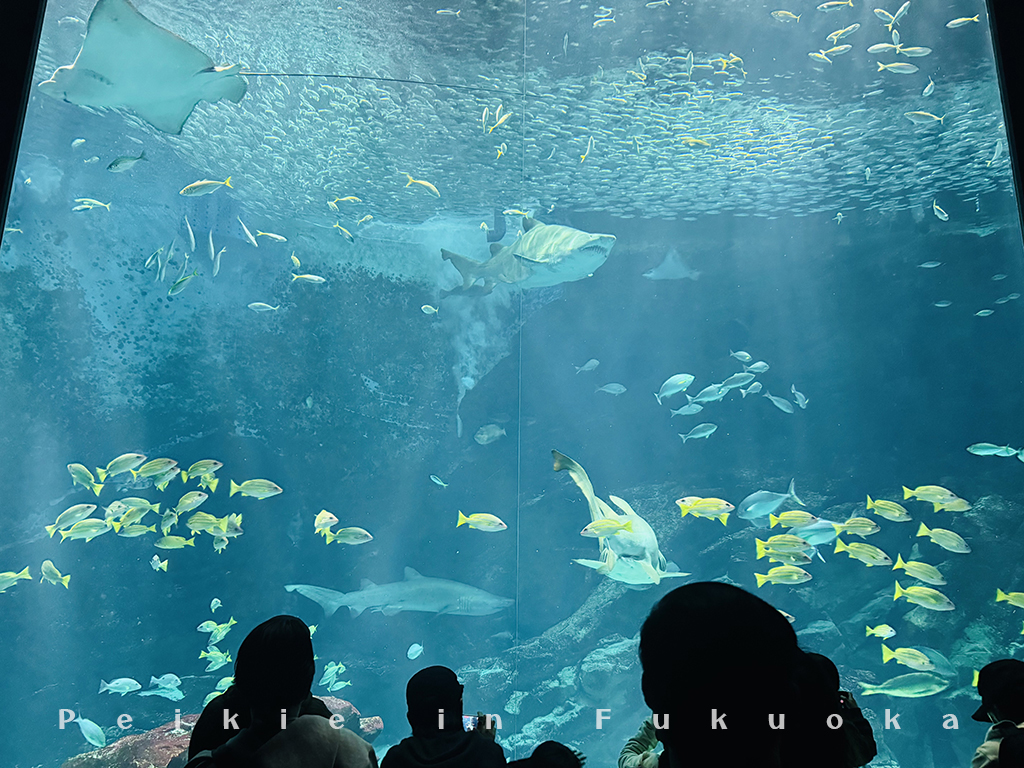 海の中道水族館・海之中道水族館