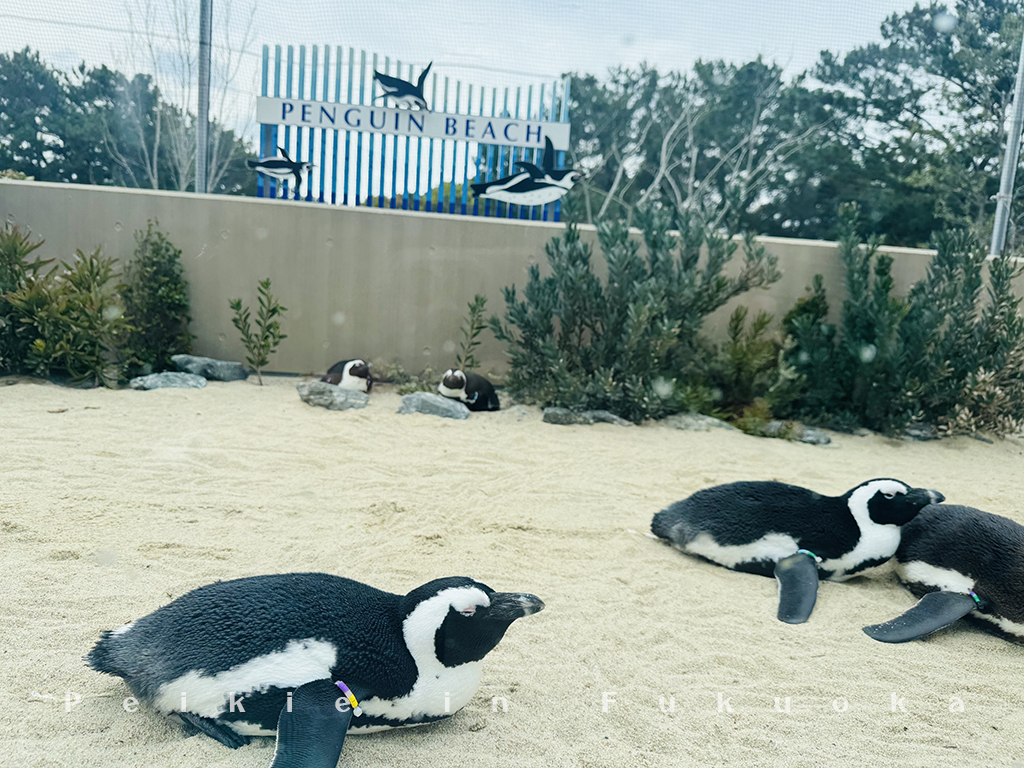 海の中道水族館・海之中道水族館