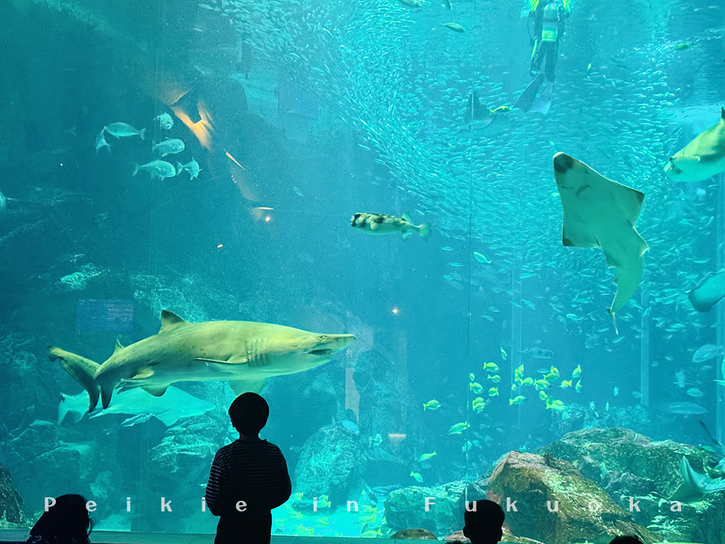 海の中道水族館・海之中道水族館