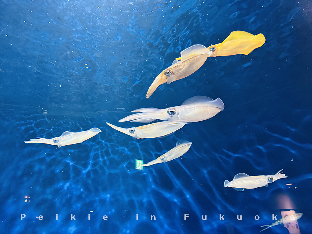 海の中道水族館・海之中道水族館