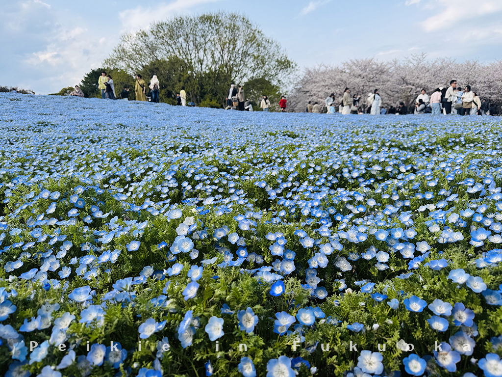 海の中道公園・海之中道公園