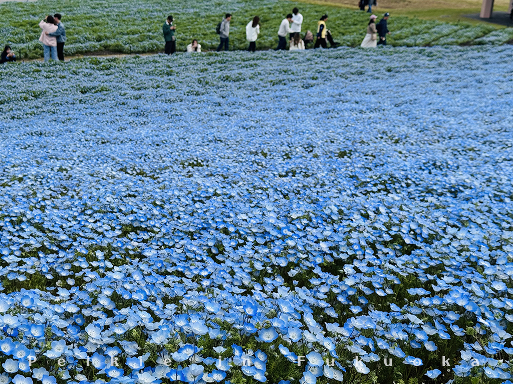 海の中道公園・海之中道公園